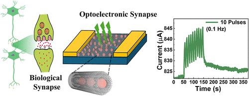 In Situ Growth of Ruddlesden–Popper Perovskite Nanocrystals in Carbon Nanotubes for Brain-Inspired Optoelectronic Synapses