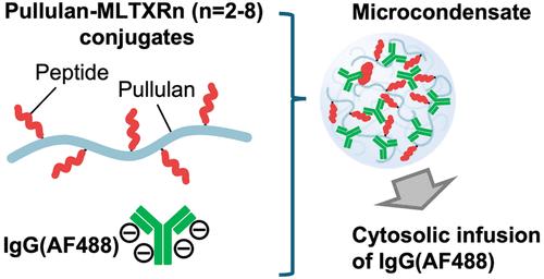 Addition of Oligoarginine to a Membrane Permeabilizing Peptide M-Lycotoxin Facilitates Intracellular Antibody Infusion from Microcondensate