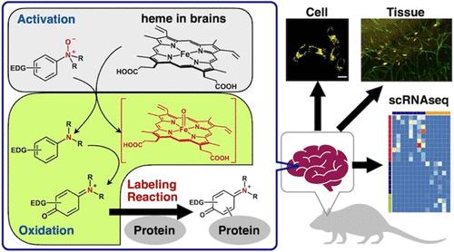 N-Oxide-Driven Heme-Activatable Biomolecule Labeling for Visualization of Labile Heme in Living Cells and Mouse Brain