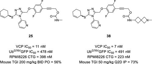Antitumor Efficacy of 1,2,4-Triazole-Based VCP/p97 Allosteric Inhibitors