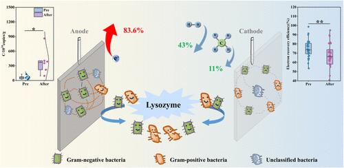 Dual Roles of Gram-Positive Bacteria in Biofilm Structure and Functionality in Microbial Electrochemical Systems