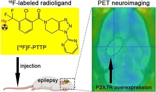 Evaluation of [18F]F-PTTP as a Positron Emission Tomography Radioligand for Imaging P2X7 Receptors in Epileptic Rats