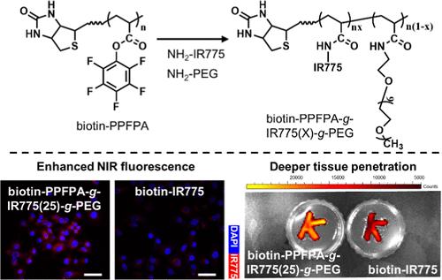 Near-Infrared Fluorescent Nanoparticles from Reactive Polymers for Bioimaging