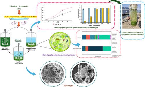 Synthesis of Microalgal Photogranules for Hydroponics Effluent Treatment