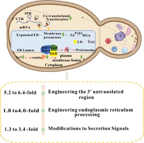 Optimization of Multiple Combinations of Early Secretion Pathways to Enhance Extracellular Protein Secretion in Komagataella phaffii