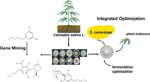 Gene Mining and Optimization of the Biosynthesis of Cannabidiol in Fusarium solani XG4-2