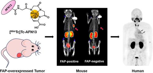 Technetium-99m-Labeled Fibroblast Activation Protein-Targeted Nanobody Radiotracer: from Preclinical Development to Clinical Translation in Cancer Imaging