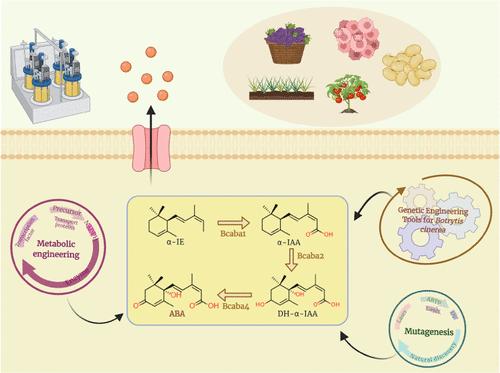 Abscisic Acid and Its Producer Botrytis cinerea: Recent Advances and Future Perspectives