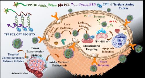 Unique Polyester-Based Biodegradable Multiarm Nano-Carrier for Cancer Cell Specific Mitochondrial Delivery of Chemotherapeutics