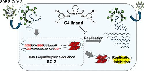 Targeting G-Quadruplex with Bis-thiourea Compounds Inhibits SARS-CoV-2 Replication