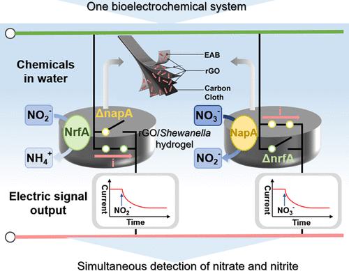 Simultaneous Bioelectrochemical Detection of Nitrate and Nitrite with a Whole-Cell Hydrogel Electrode