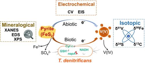 Distinct Abiotic and Biotic Vanadate Reduction by Pyrite: Mineralogical, Electrochemical, and Isotopic Insights