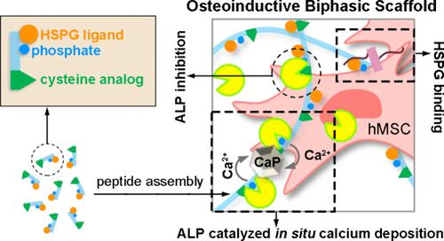 Enzyme-Responsive Assembly of Cysteine-Terminated Heparan Sulfate Proteoglycan Ligands for Osteoinductive Biphasic Scaffold Formation