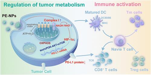 Activating Mitochondrial Complex I by Polyphenol Nanoparticle to Inhibit Hypoxia-Inducible Factor-1 Subunit α for Immunotherapy