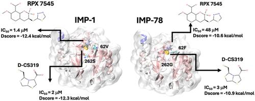 Inhibitor Affinity Differs among Clinical Variants of IMP Metallo-β-Lactamases: Analysis and Implications for Inhibitor Design