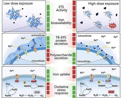 Mechanisms of Low-Dose Nano Zerovalent-Iron-Induced Microbial Community Evolution: Extracellular Secretion and Key Transcriptional Response