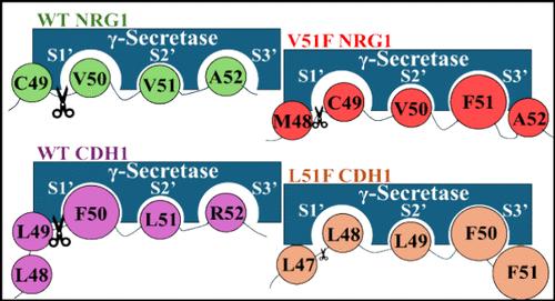 γ-Secretase-Mediated Endoproteolysis of Neuregulin-1 and E-Cadherin