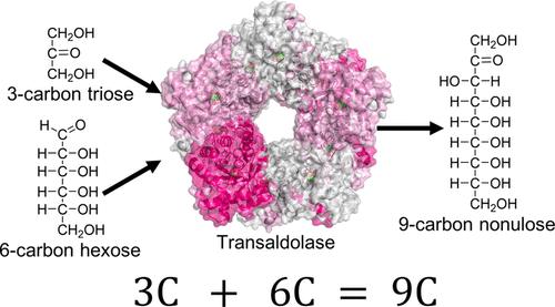Synthetic Study of 8- and 9-Carbon Sugars by Transaldolase