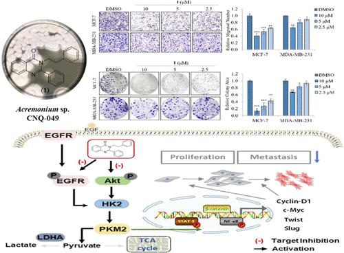 3-Phenethyl-2-phenylquinazolin-4(3H)-one Inhibits Breast Cancer Cell Motility, Energy Metabolism, and Proliferation by Inactivating Phosphoinositide 3-Kinase/Protein Kinase B and Epidermal Growth Factor Receptor Pathways