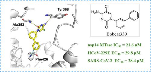 Identification and Evaluation of Non-Nucleosidic MTase Inhibitors against SARS-CoV-2 nsp14 with Lower-Micromolar Anti-Coronavirus Activity