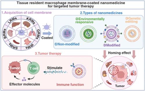 Tissue-Resident Macrophage Membrane-Coated Nanomedicine for Targeted Tumor Therapy