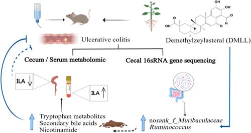 Integrated Metabolomics and Gut Microbiome Analysis Reveal the Role of Demethylzeylasteral in Alleviating Ulcerative Colitis in Mice