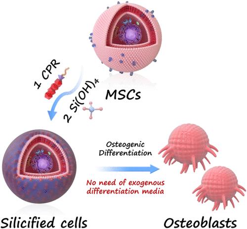 Interfacial Silicification Efficiently Drives Osteogenic Differentiation of Mesenchymal Stem Cells without Any Exogenous Osteoinductive Factor