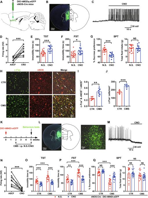 nNOS-expressing neurons in the mPFC mediate depression-related behaviors in mice through pPVT-mPFC projections