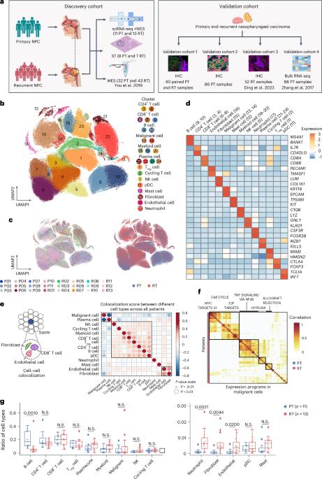 Single-cell and spatial transcriptomics reveal mechanisms of radioresistance and immune escape in recurrent nasopharyngeal carcinoma