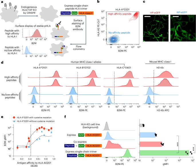Massively parallel immunopeptidome by DNA sequencing provides insights into cancer antigen presentation
