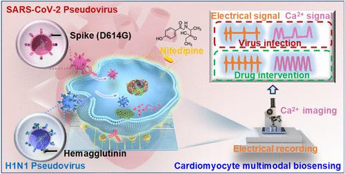 Cardiomyocyte-Based Multimodal Biosensing Platform for Dynamic Functional Assessment of Bioinspired Engineered Respiratory Virus-Induced Myocarditis
