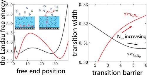 A Fast Stimuli-Responsive Brush with Regulated Exposed–Adsorbed Transition of Minority Polyelectrolyte Chains
