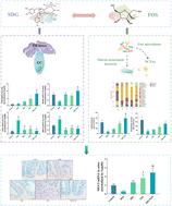 Synergy of secoisolariciresinol diglucoside and fructooligosaccharide in enhancement of the intestinal mucus barrier by relieving ER stress and regulating the gut microbiome