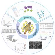 Dictyophora indusiata polysaccharide fractions promote the proliferation and metabolism of Bifidobacterium longum F2
