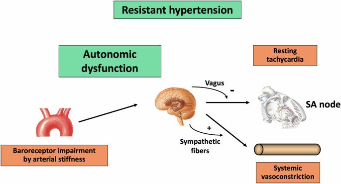 Vagal dysfuction in resistant hypertension: no longer the “cinderella” of the autonomic cardiovascular profile