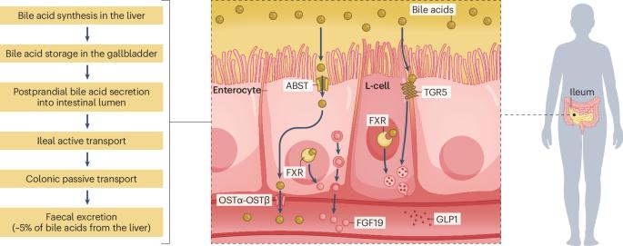 Bile acids in the crosshairs for hypoglycaemia after gastric bypass