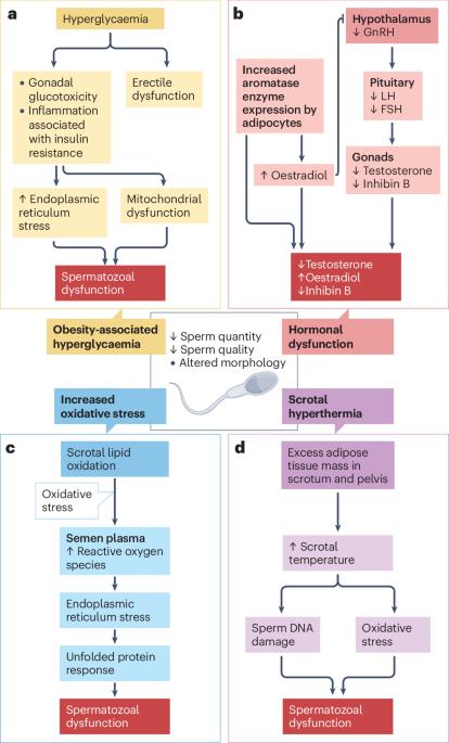 Can obesity pharmacotherapy be used to manage male infertility?