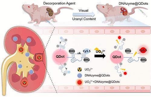 A DNAzyme-Based Nanoprobe for “Visual” Decorporation of Uranyl In Vivo