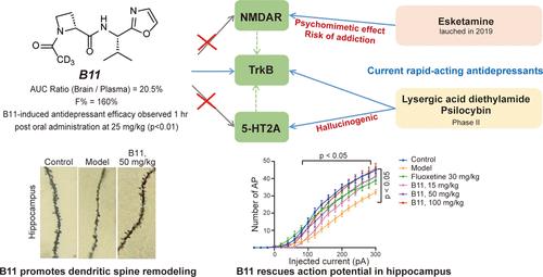 Discovery of Rapid-Acting, Orally Available Antidepressants by Activating TrkB Signaling