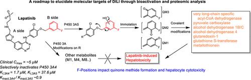 Elucidating Molecular Mechanisms of Drug-Induced Hepatotoxicity of Lapatinib