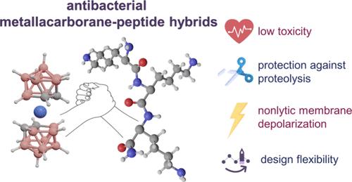 Antibacterial Metallacarborane-Peptide Hybrids Target the Membrane Potential in a Nonlytic Mode and Are Resistant to Proteolysis