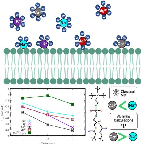 Ion–Lipid Interactions in Biological Membranes: Insights from Combined Molecular Dynamics and Quantum Chemical Calculations