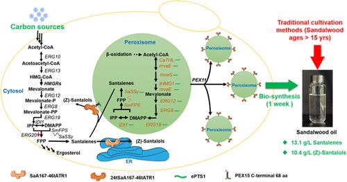 Enhanced Production of Santalols by Engineering the Cytochrome P450 Enzyme to the Peroxisomal Surface in Yeast