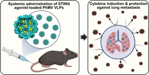 STING Agonist-Loaded Physalis Mottle Virus-like Particles as a Potent Prophylactic for Metastatic Melanoma