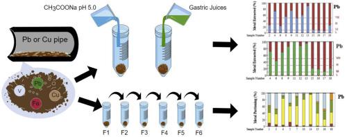 Geochemical associations of metals in corrosion scales from lead and copper drinking water pipes: Assessing the dissolution and bioaccessibility potentials