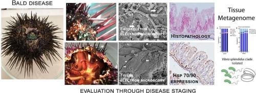 Bald disease in a natural population of the purple sea urchin Paracentrotus lividus of the Mediterranean Sea: From spines to tissues
