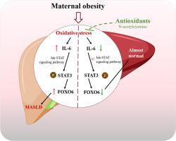 Antioxidant management to protect male offspring from the progression of MASLD programmed by maternal obesity in mice