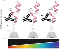 Electrochemical immunosensor for antibody recognition against SARS-CoV-2 B-cell epitope: impact of RBD mutations on antigen–antibody binding†