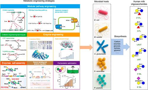 Recent Advances in Metabolic Engineering Strategies for the Production of Human Milk Oligosaccharides in Microbial Hosts