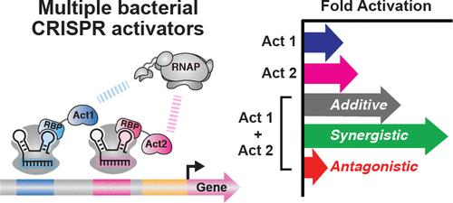 Systematic Mapping of Bacterial CRISPRa Systems for Synergistic Gene Activation Reveals Antagonistic Effects